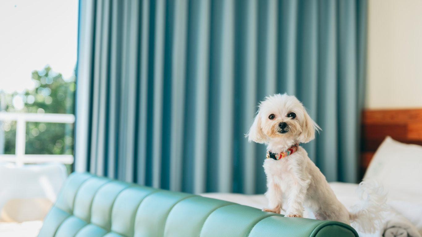Live-in pet care service in Delhi